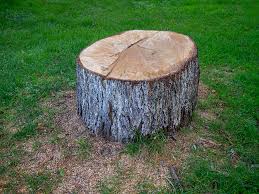 How Our Tree Care Process Works  in  Pottsgrove, PA