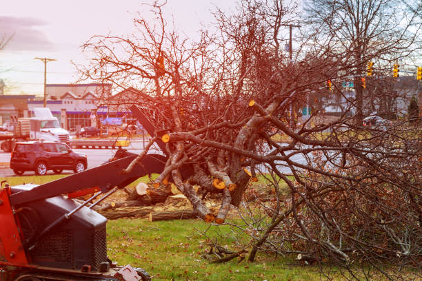 Best Tree Mulching  in Pottsgrove, PA