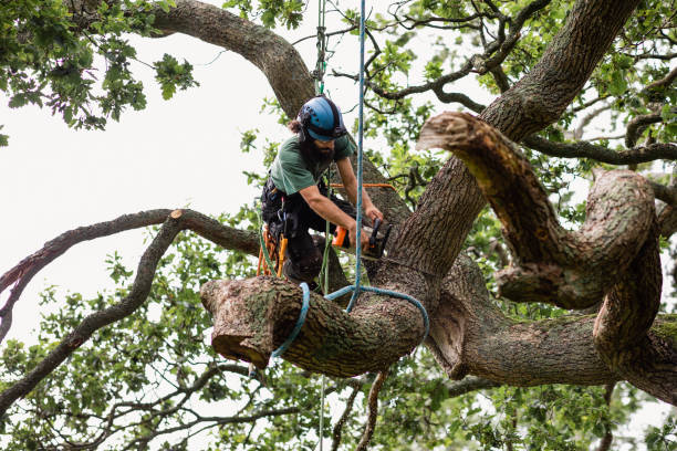 Best Root Management and Removal  in Pottsgrove, PA