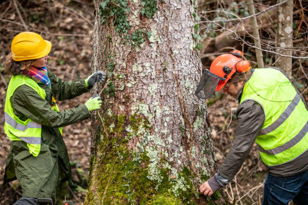 Best Fruit Tree Pruning  in Pottsgrove, PA