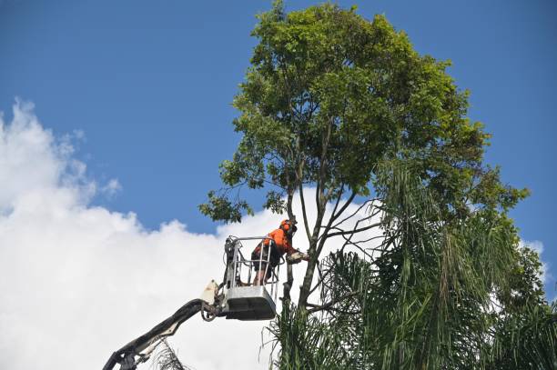 Best Hazardous Tree Removal  in Pottsgrove, PA