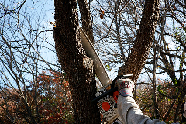 Pottsgrove, PA Tree Care Company