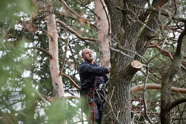 Best Tree Disease Treatment  in Pottsgrove, PA